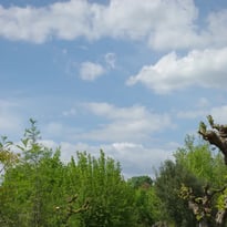 Visite guidée Arbres de Provence