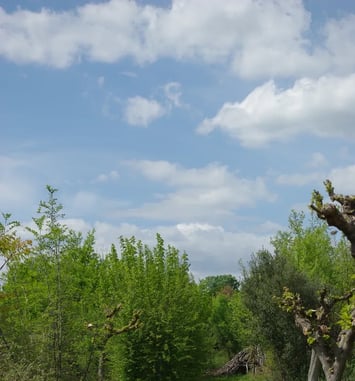 Visite guidée Arbres de Provence
