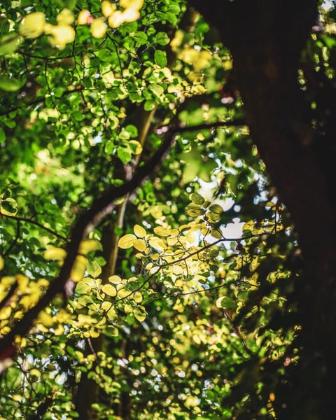 L'homme qui plantait des arbres